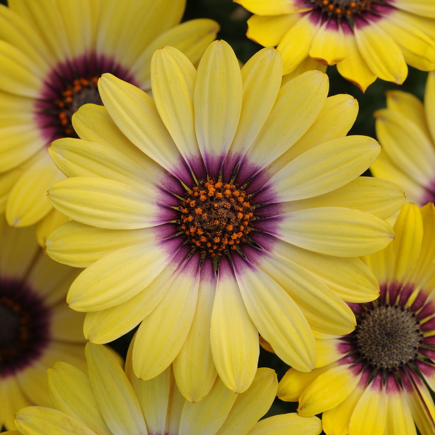 Osteospermum | Serenity - 1 Quart