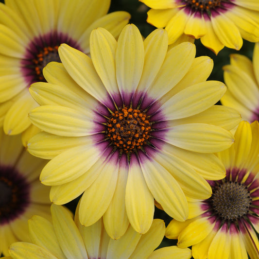 Osteospermum | Serenity - 1 Quart