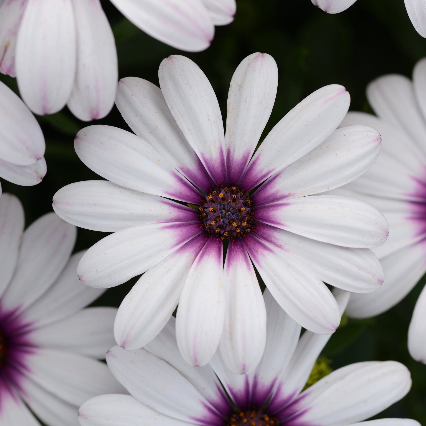 Osteospermum | Serenity - 1 Quart