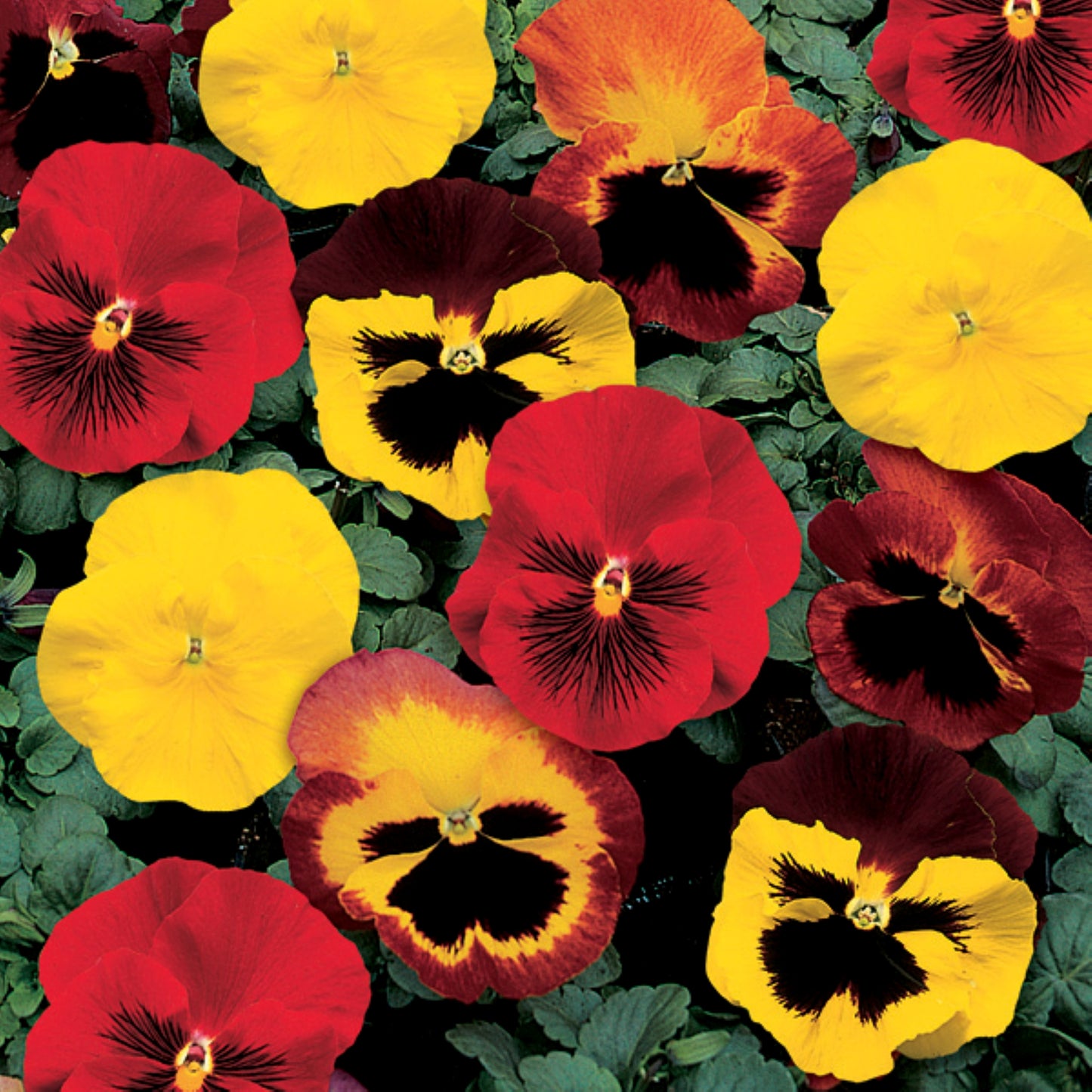 Pansy | Colossus Pansy