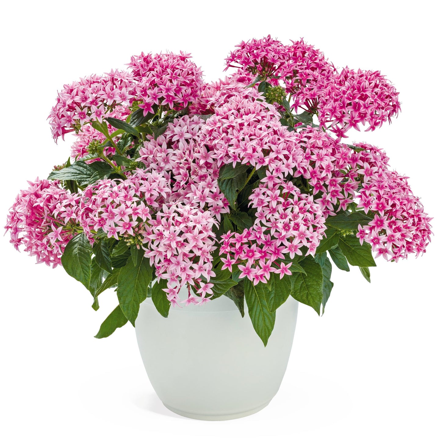 Pentas | Graffiti - 4 Pack