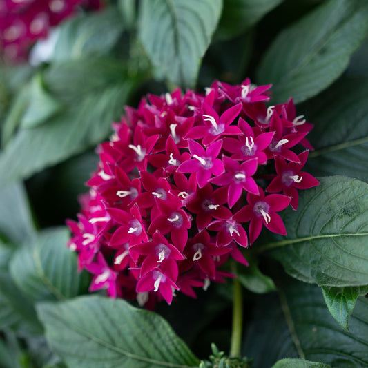 Pentas | Graffiti - 4 Pack