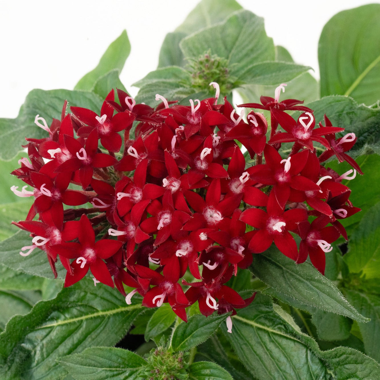 Pentas | Graffiti - 4 Pack
