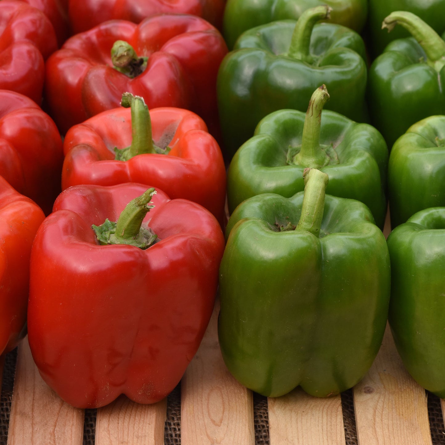 Pepper | Bell | KickStart- 1 Gallon