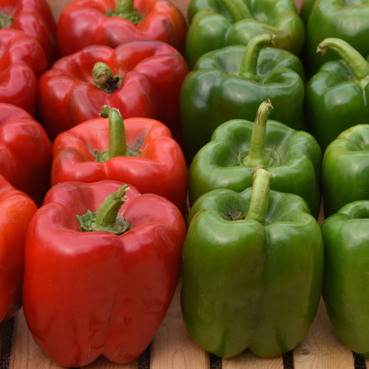 Pepper | Bell | KickStart- 1 Gallon