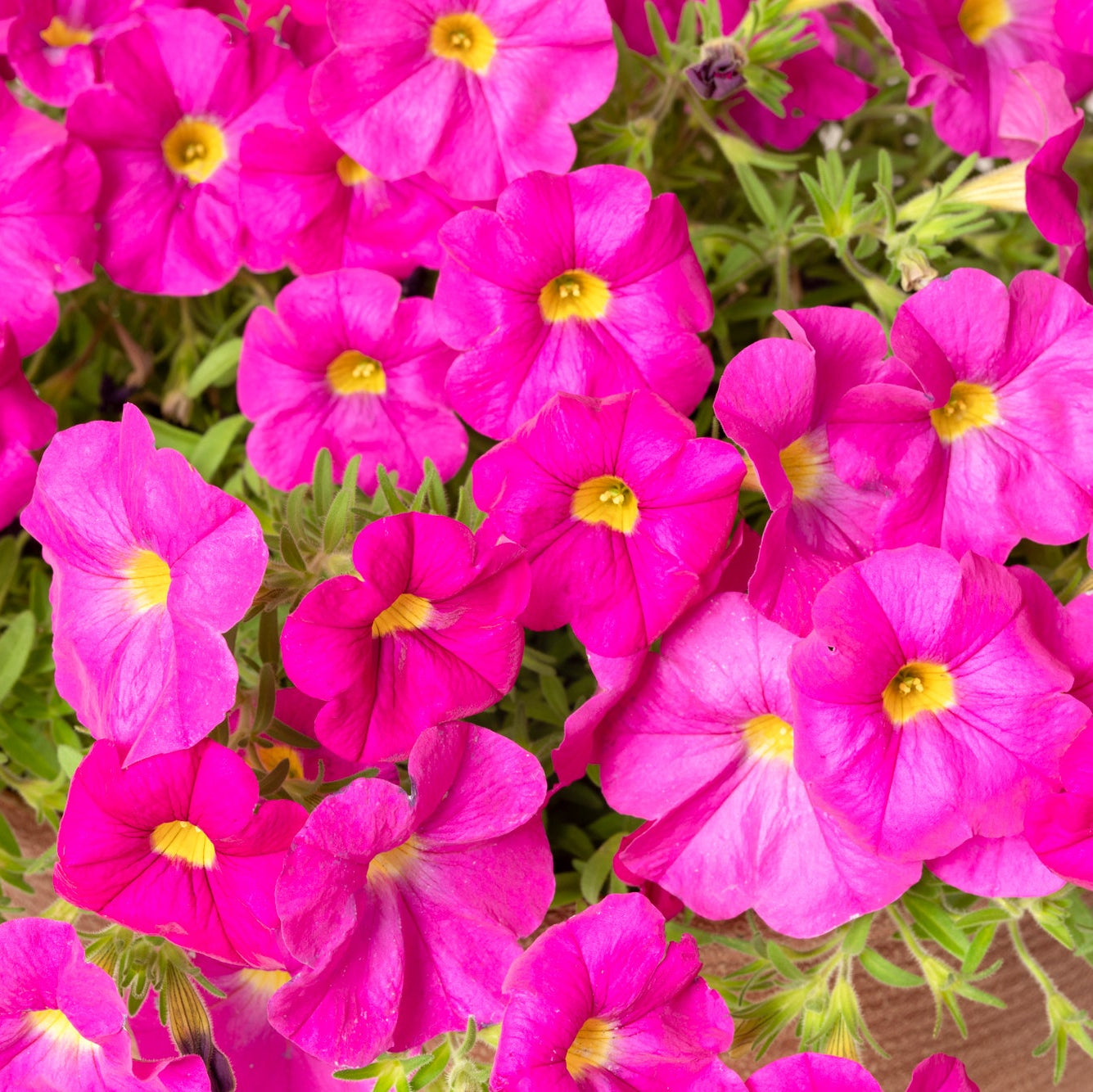 Petchoa | SuperCal - Large Hanging Basket
