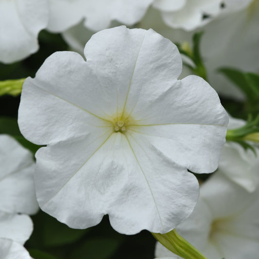Petunia | Mounding Mainstage - 3 Quart