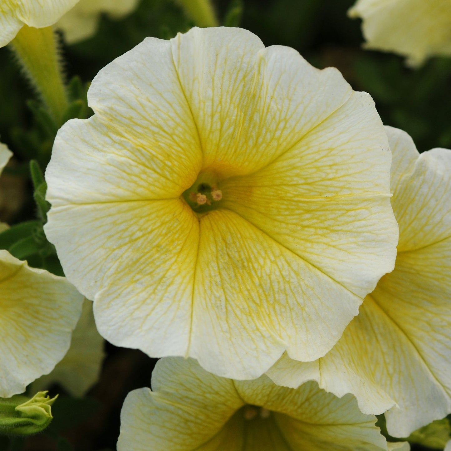 Petunia | Spreading Easy Wave - 4 Pack
