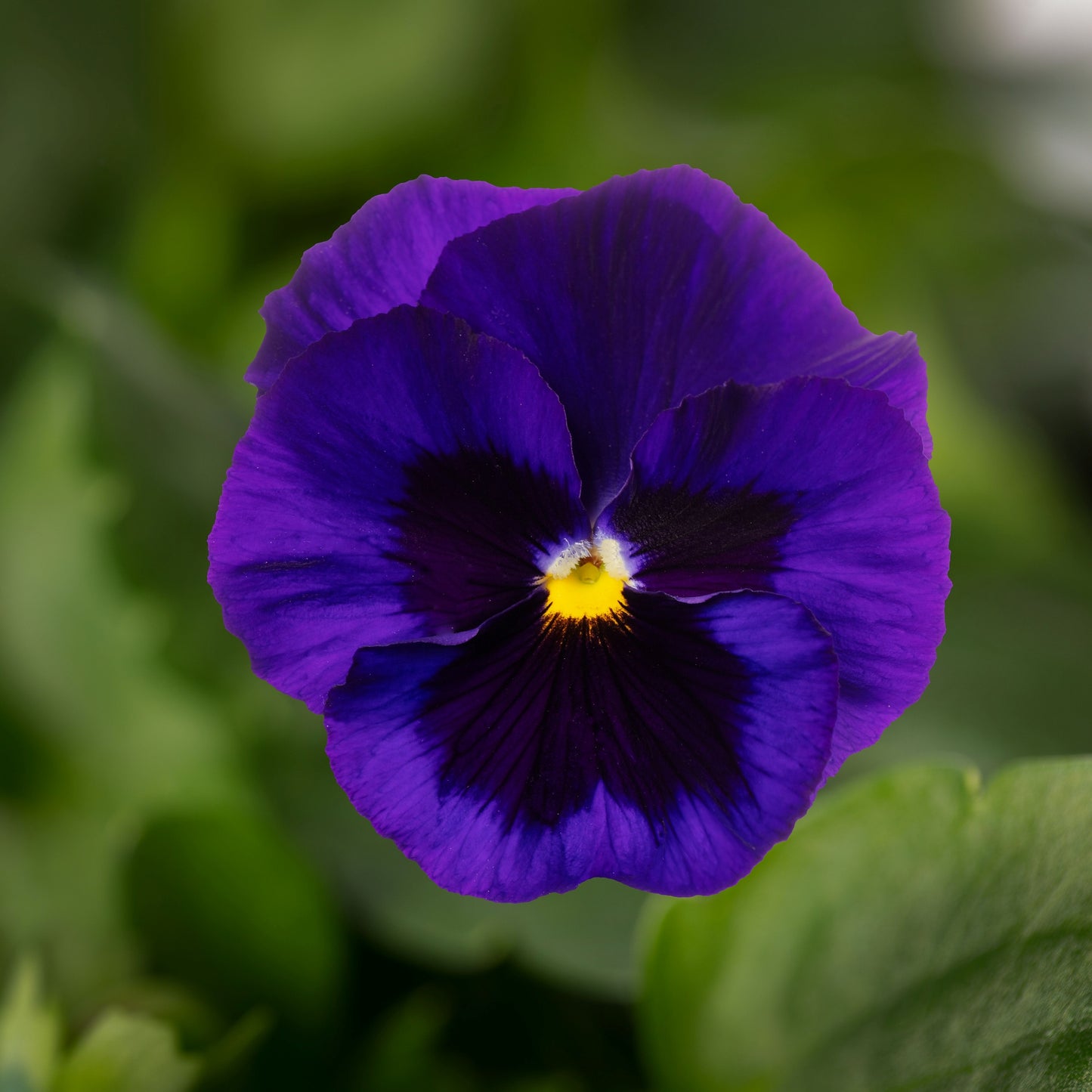 Pansy | Colossus Pansy