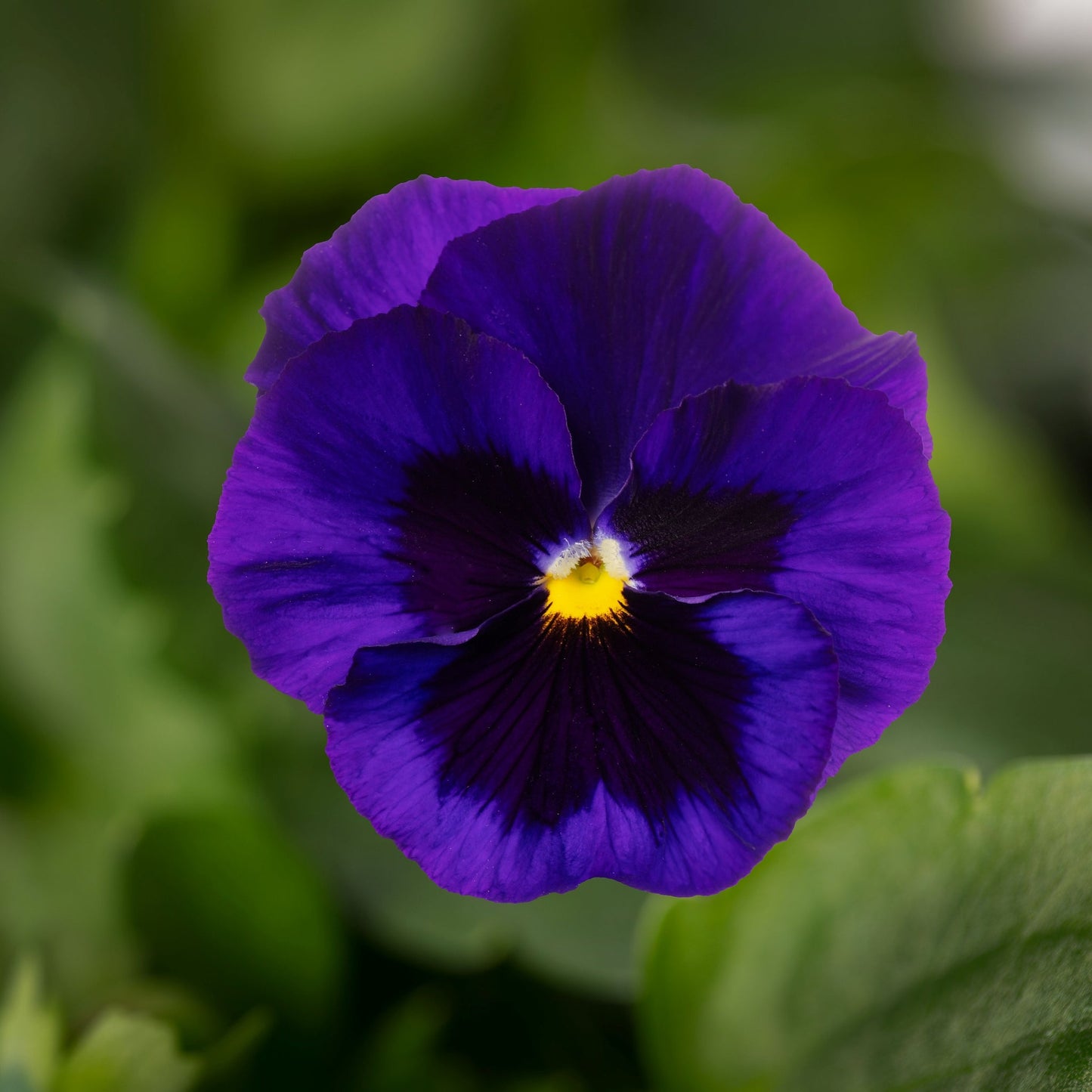 Pansy | Colossus Blue Blotch - 4 Pack