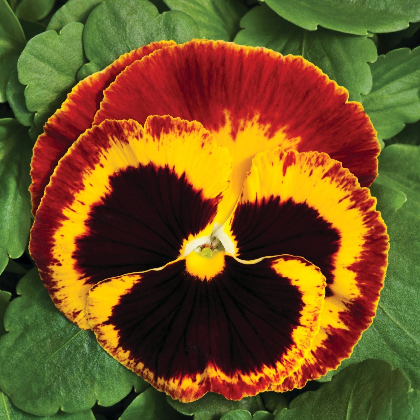 Pansy | Colossus Fire - 4 Pack