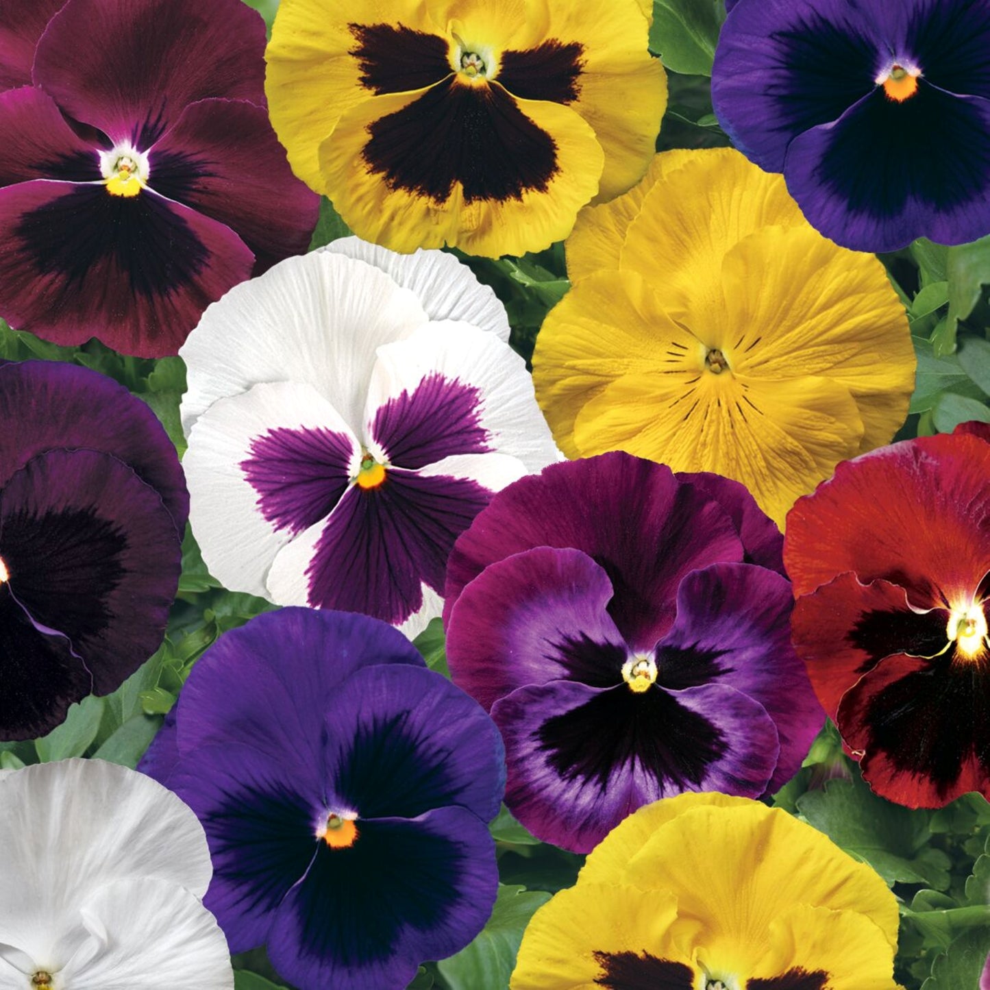 Pansy | Colossus Pansy