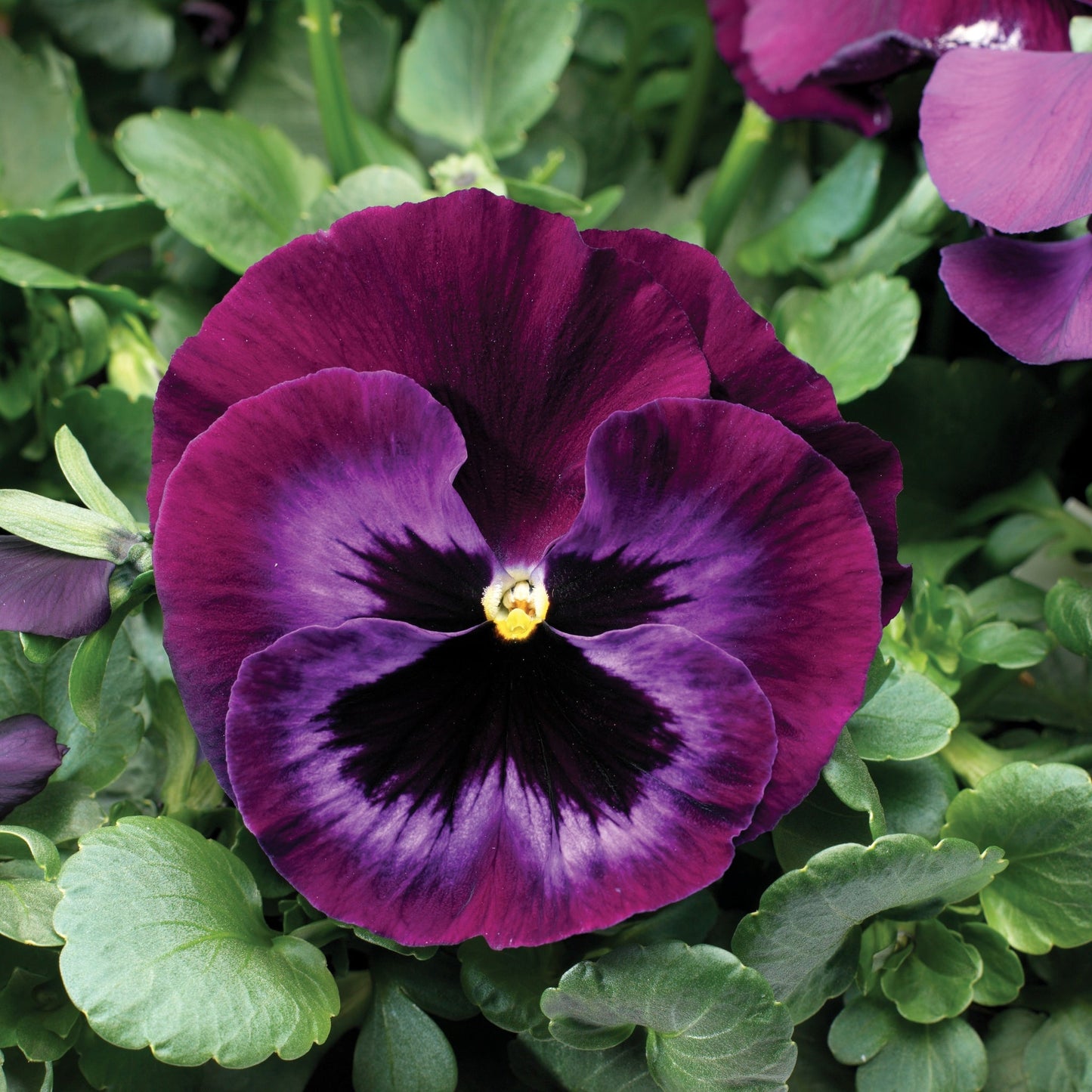 Pansy | Colossus Neon Violet - 4 Pack