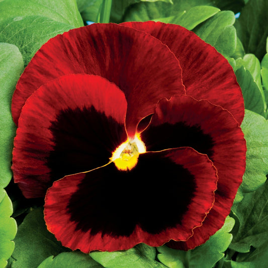 Pansy | Colossus Red Blotch - 4 Pack