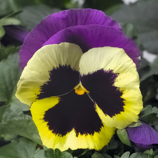 Pansy | Colossus Tricolor - 4 Pack