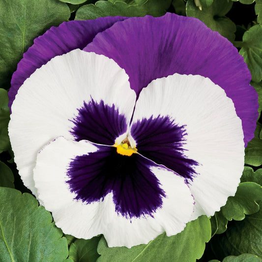Pansy | Colossus White Purple Wing - 4 Pack