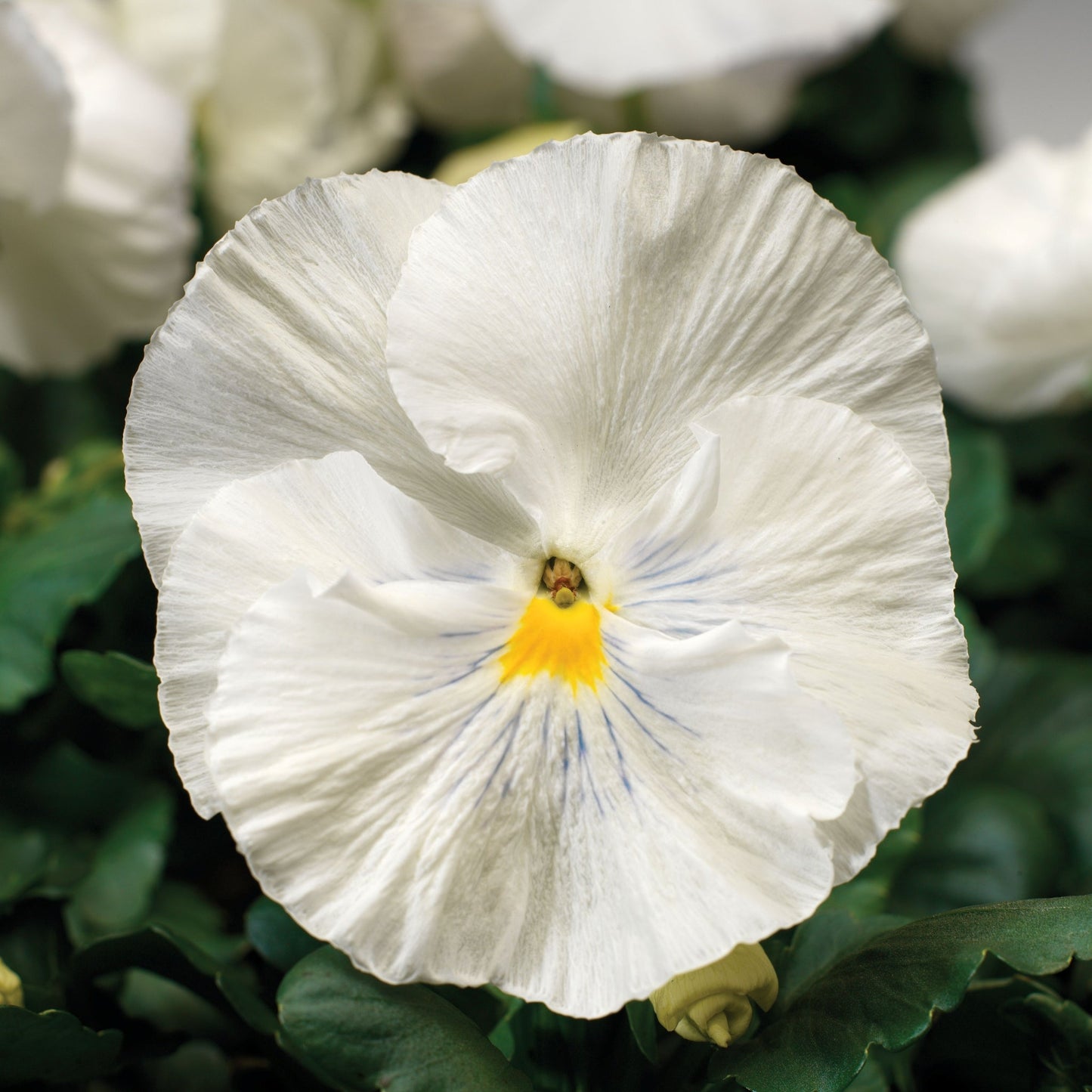 Pansy | Colossus White - 4 Pack