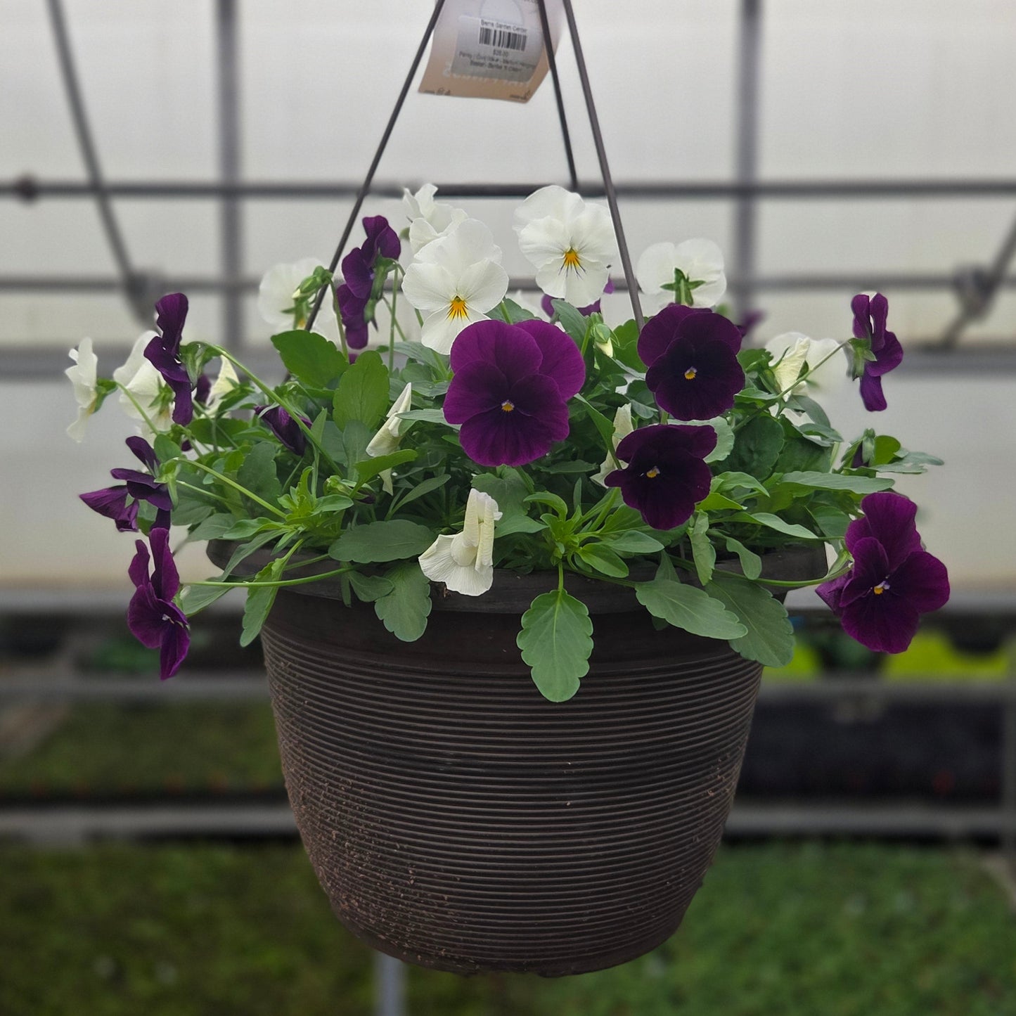 Pansy | Cool Wave - Medium Hanging Basket