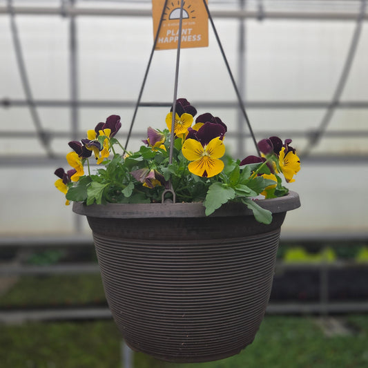 Pansy | Cool Wave - Medium Hanging Basket