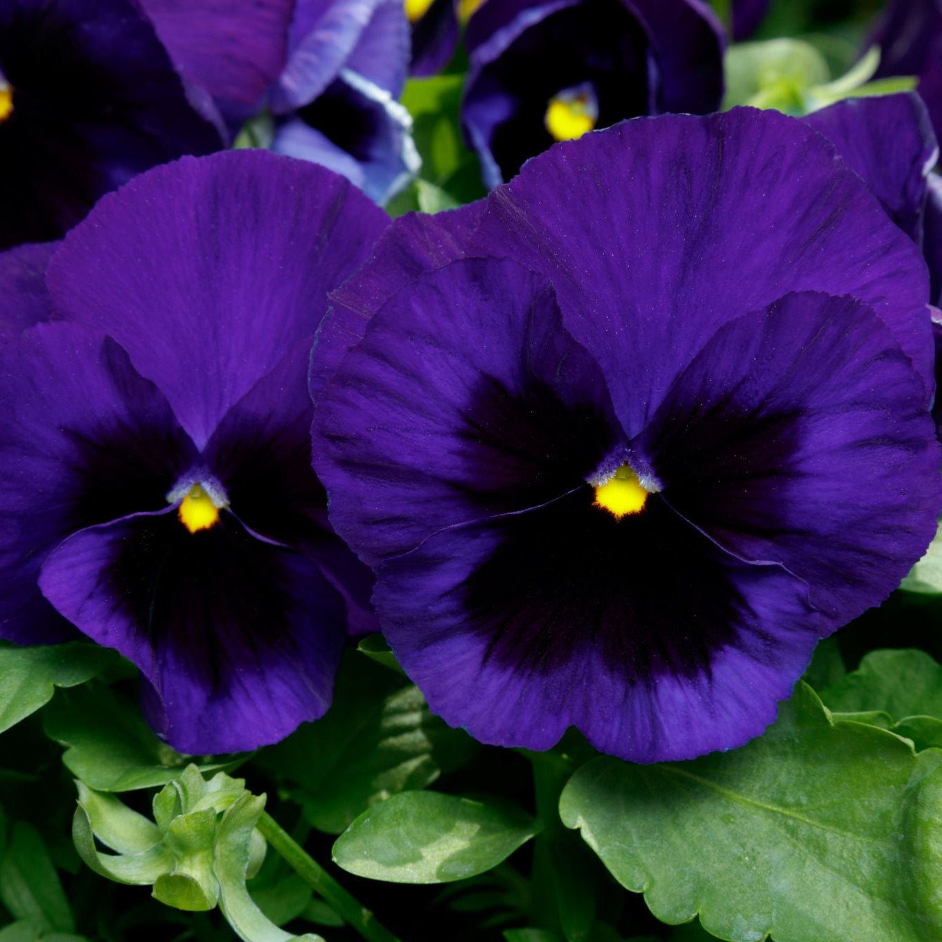 Pansy | Majestic Giants - 4 Pack
