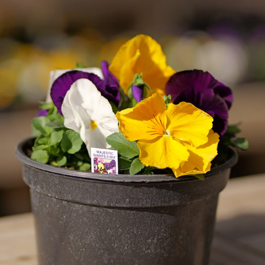 Pansy | Majestic Giants - 3 Quart