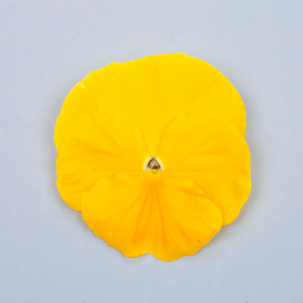 Pansy | Majestic Giants - 4 Pack