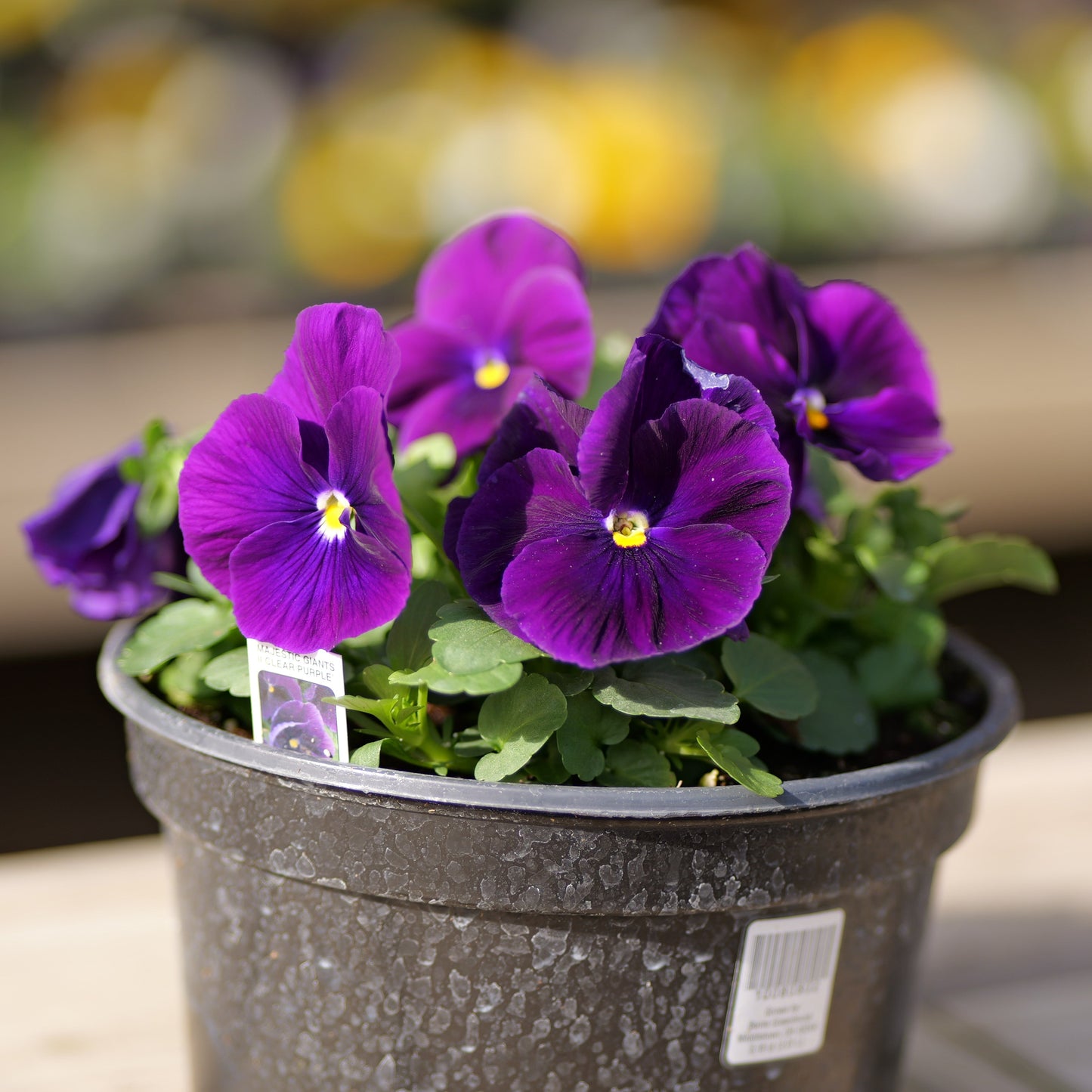 Pansy | Majestic Giants - 3 Quart