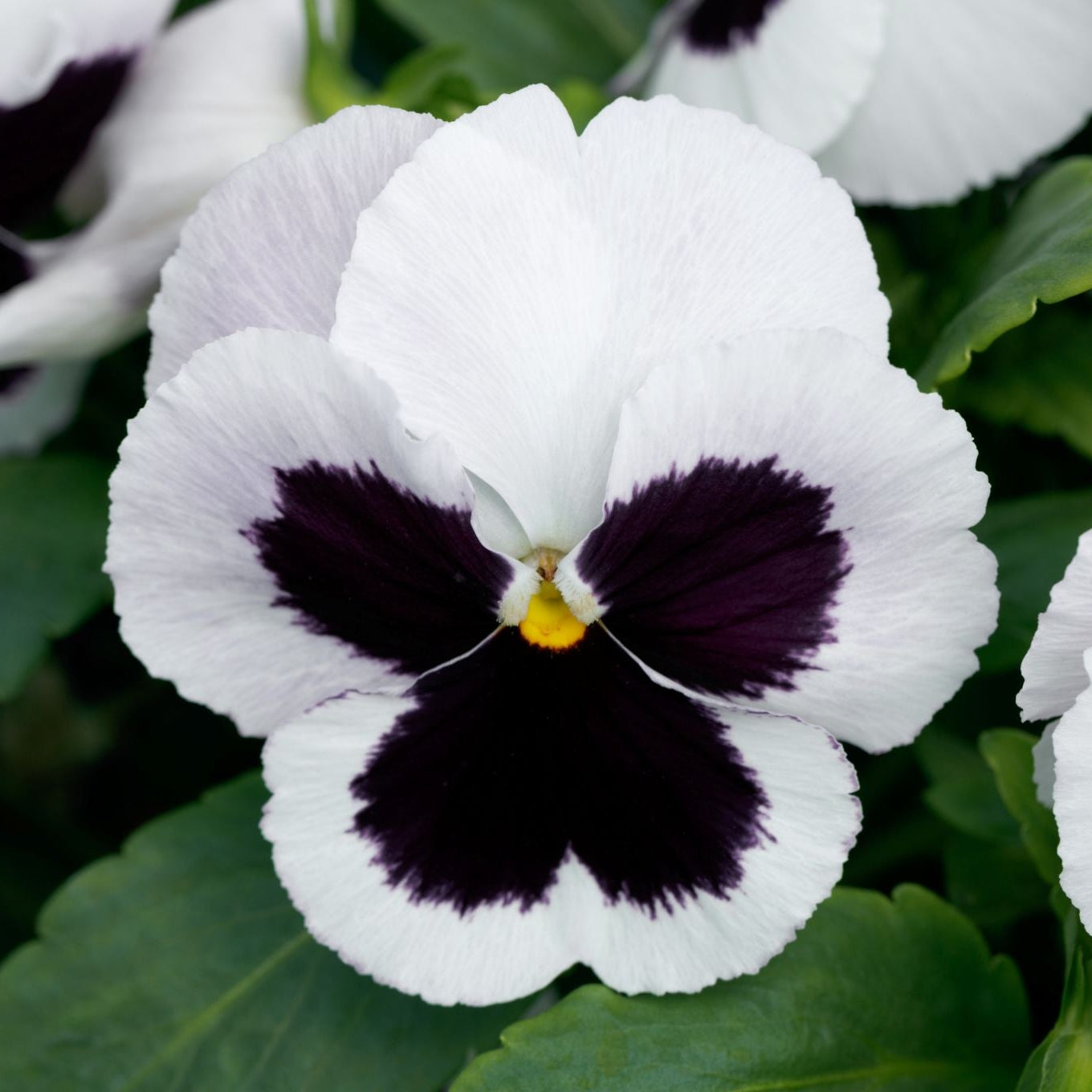 Pansy | Majestic Giants - 4 Pack