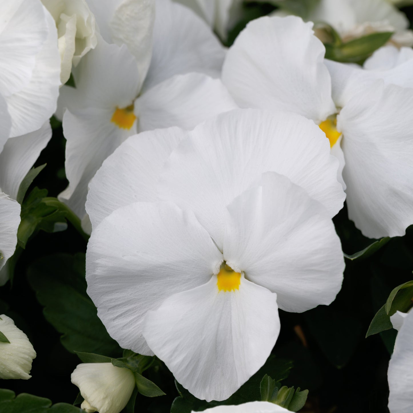 Pansy | Majestic Giants - 4 Pack