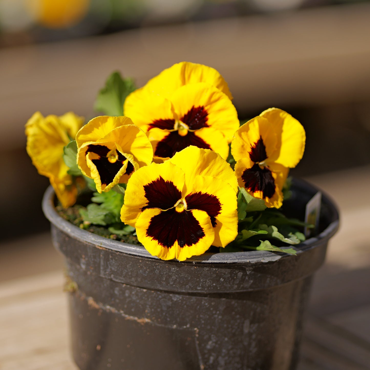 Pansy | Majestic Giants - 3 Quart