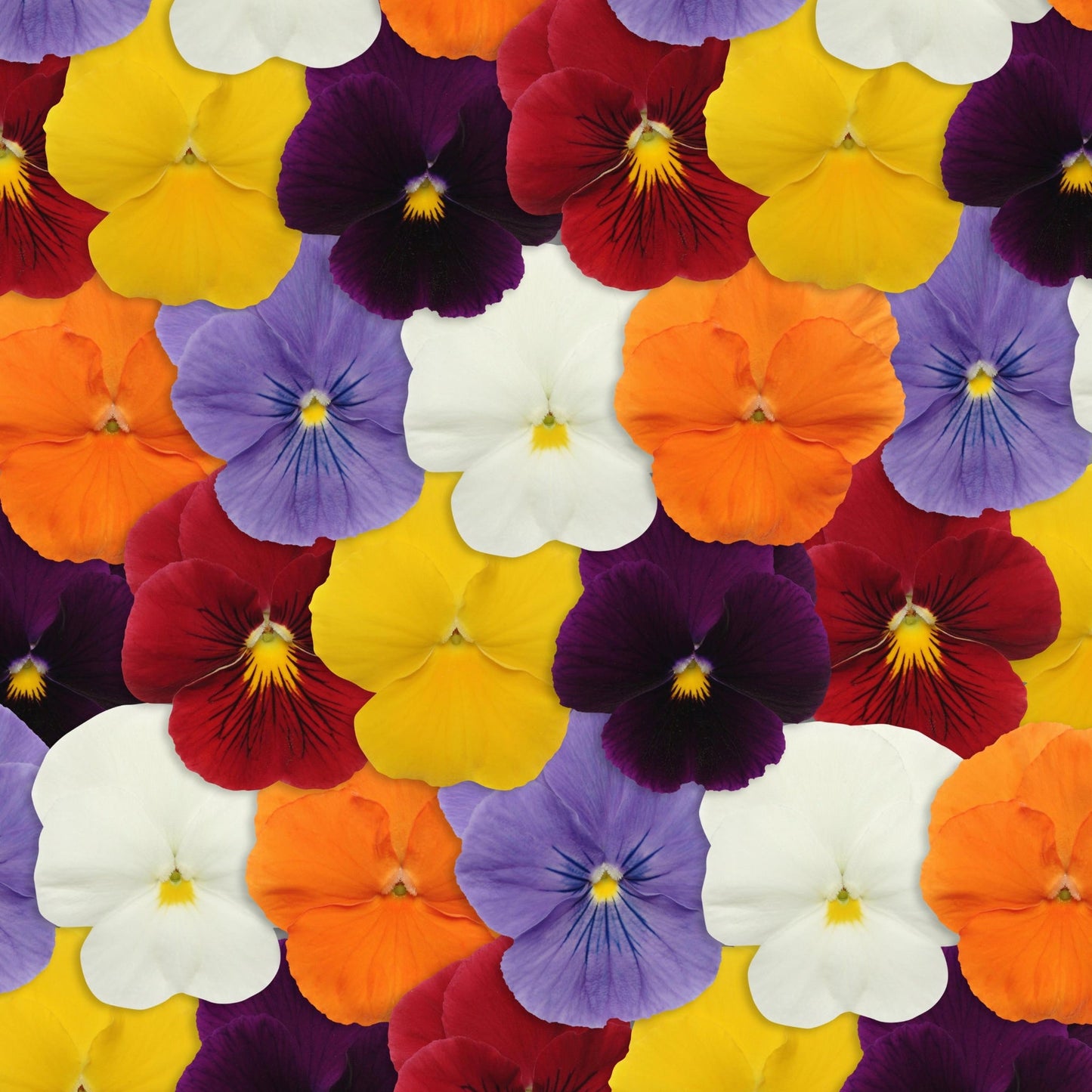 Pansy | Panola - 3 Quart