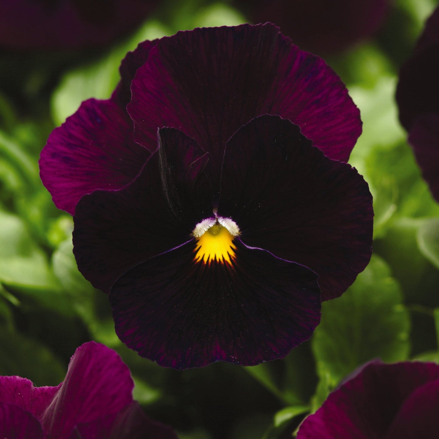 Pansy | Panola - 3 Quart