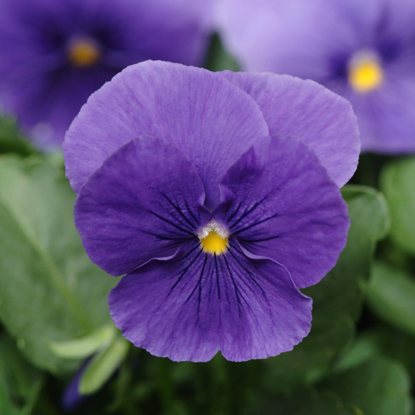 Pansy | Panola - 3 Quart