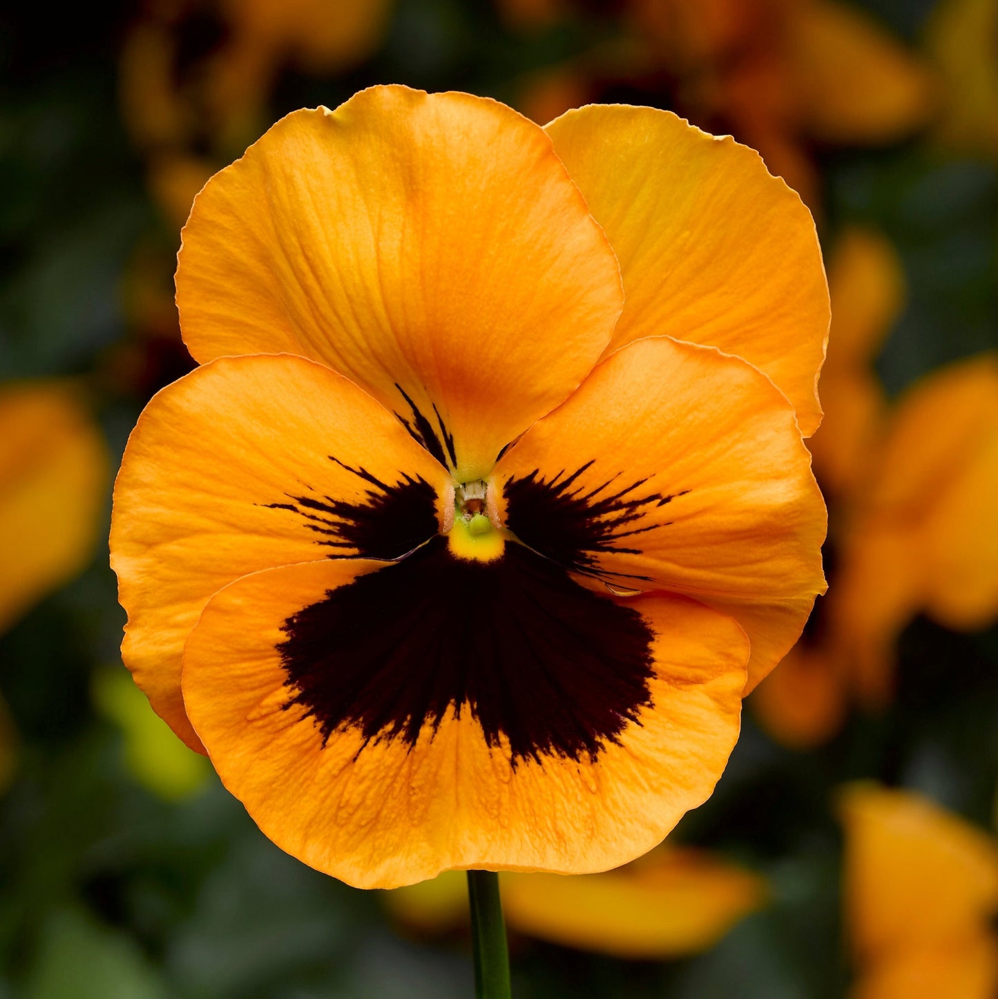 Pansy | Select Orange Blotch - 3 Quart