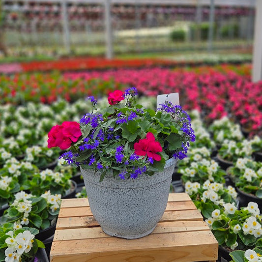 PatioHaven | Fuchsia Sunset - Medium Patio Container