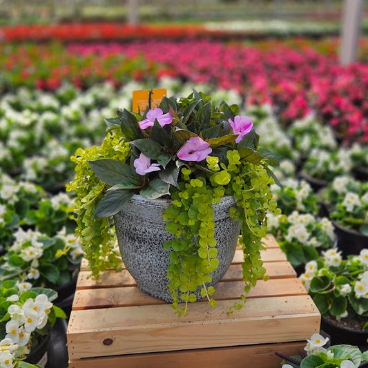 PatioHaven | Lavender Luster - Medium Patio Container