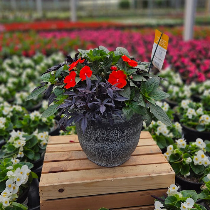 PatioHaven | Orange Burst - Medium Patio Container