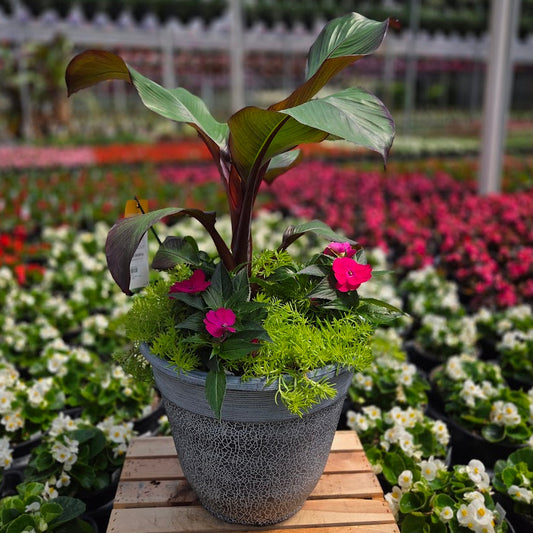 PatioHaven | Rose Serenade - Large Patio Container