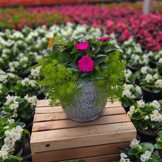 PatioHaven | Rose Serenade - Medium Patio Container
