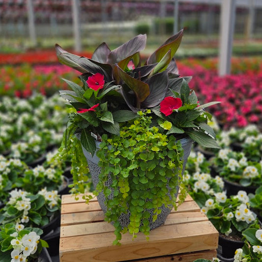 PatioHaven | Tropic Ember - Large Patio Container
