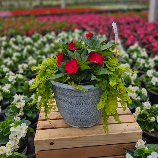 PatioHaven | Tropic Ember - Medium Patio Container