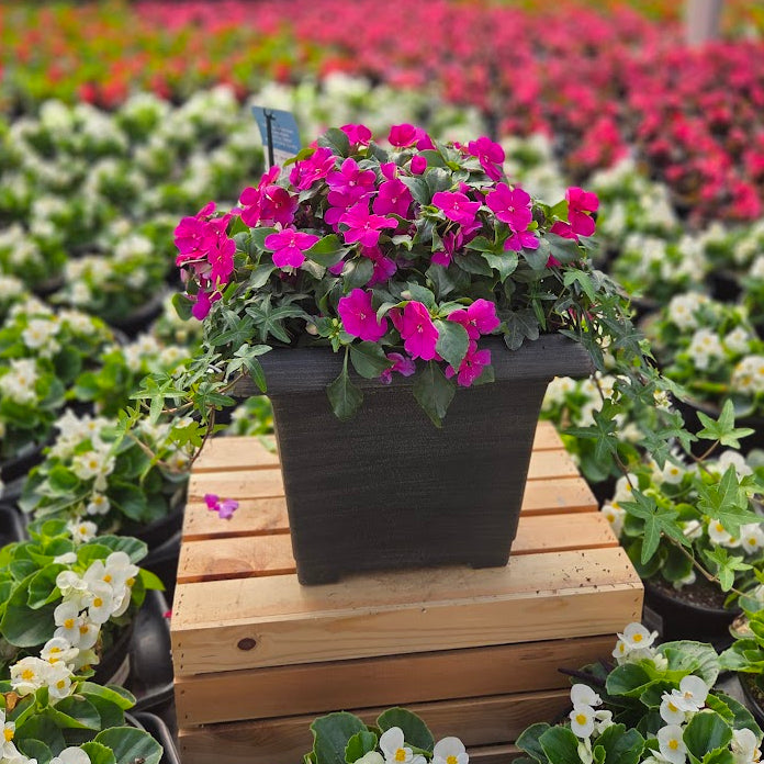 PatioHaven | Violet Grace - Medium Patio Container