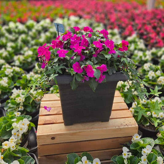 PatioHaven | Violet Grace - Medium Patio Container