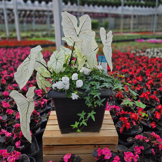 PatioHaven | White Elegance - Large Patio Container
