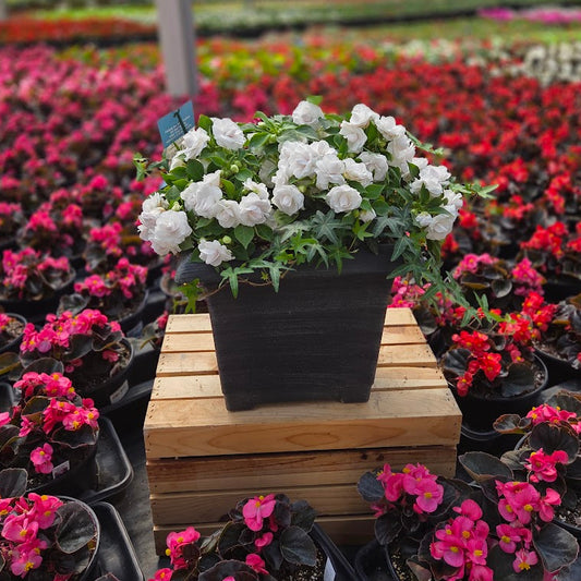 PatioHaven | White Elegance - Medium Patio Container