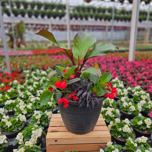 PatioHaven | Whopper Eclipse - Large Patio Container