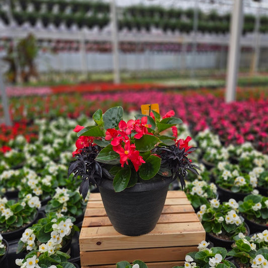 PatioHaven | Whopper Eclipse - Medium Patio Container
