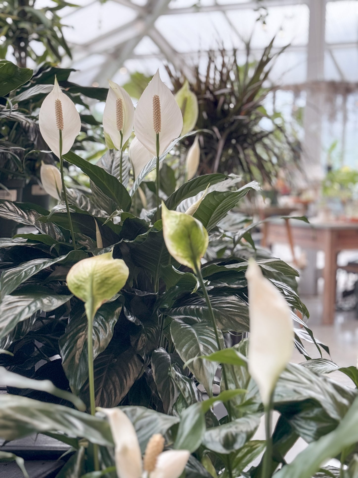 Peace lily plant with a blurred greenhouse background