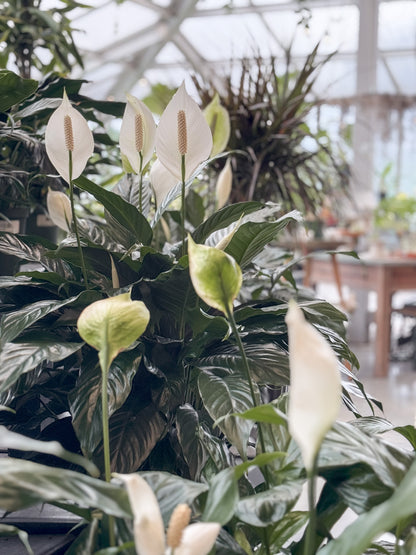 Peace lily plant with a blurred greenhouse background