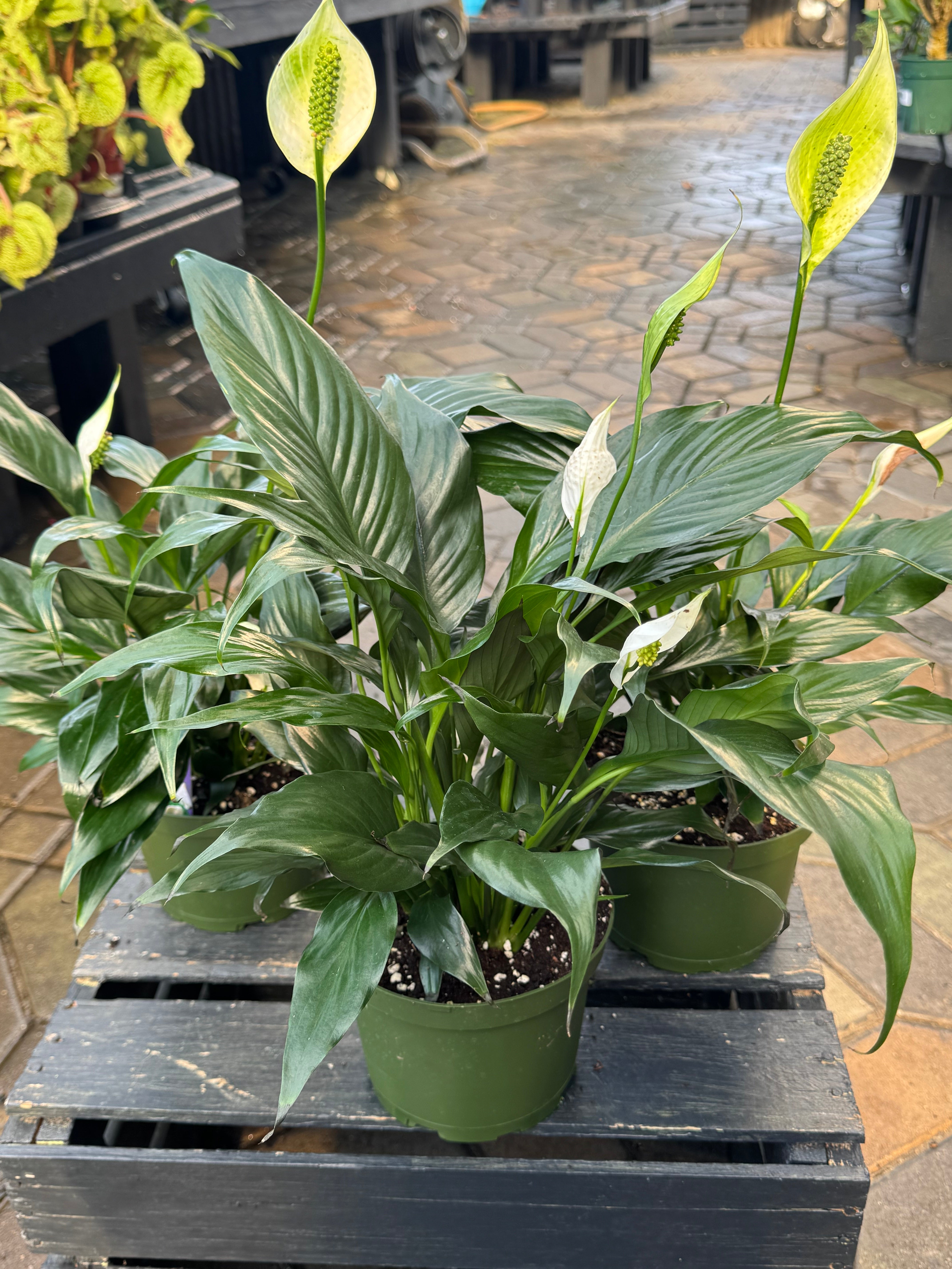 Spathiphyllum Peace Lily - Thumbnail 2